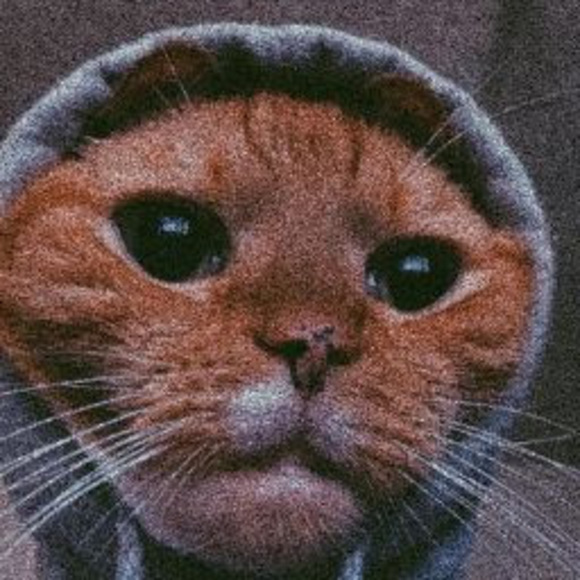 Meet your Posher, Tyson - Picture 1 of 1